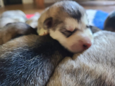 CHIOT
