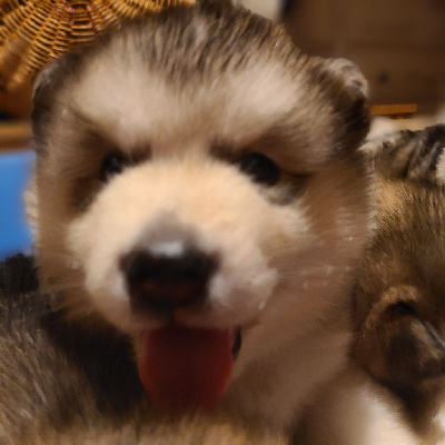 CHIOT