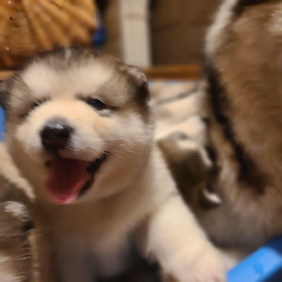 CHIOT