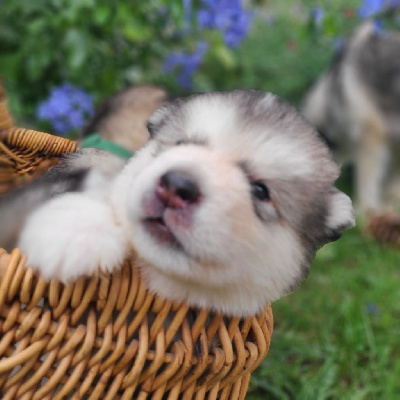 CHIOT