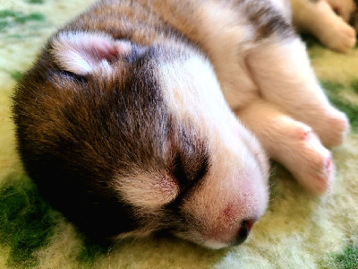 CHIOT