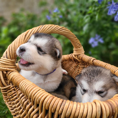 CHIOT