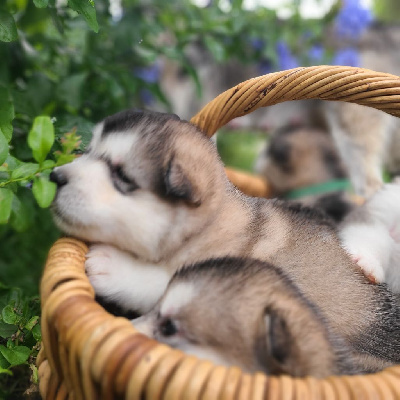 CHIOT