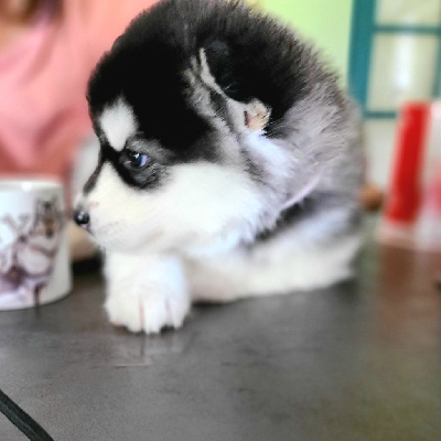 CHIOT