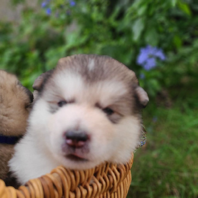 CHIOT