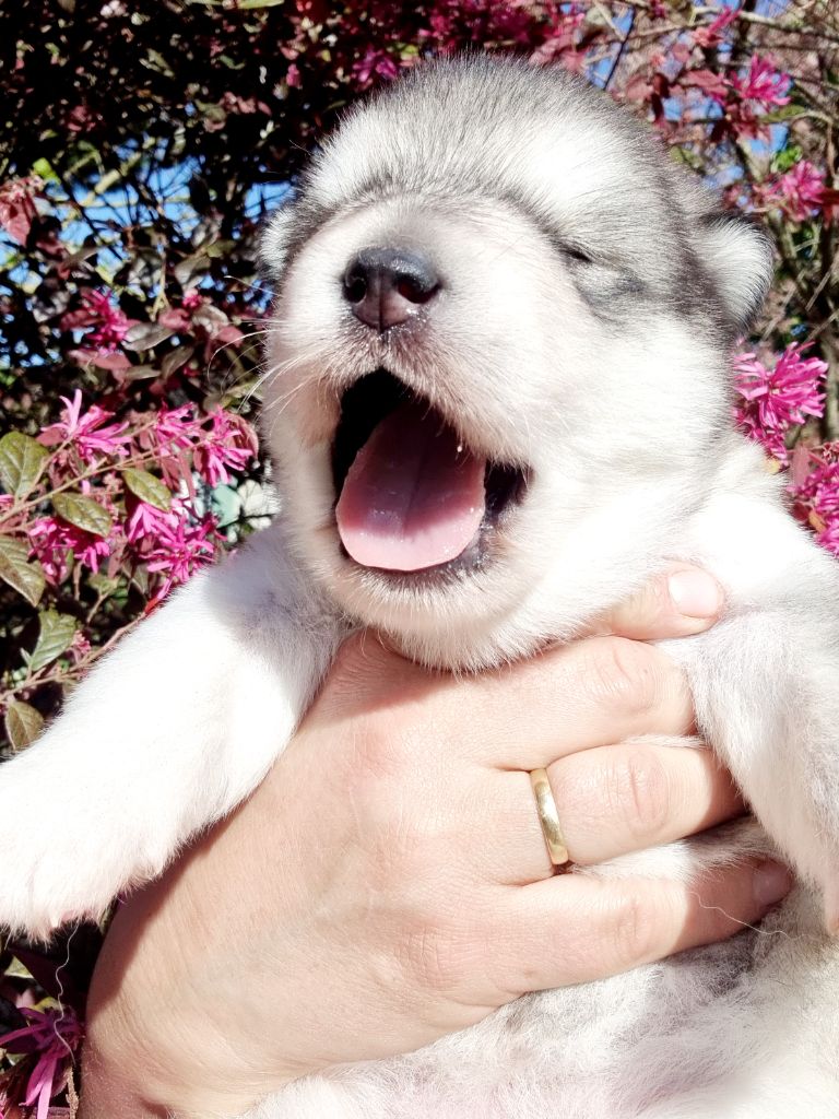 De L'Esprit De Waheela - Alaskan Malamute - Portée née le 21/03/2025