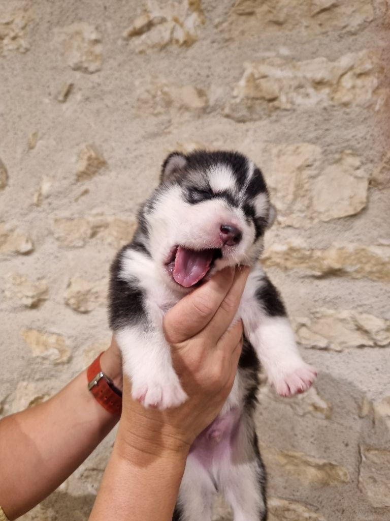De L'Esprit De Waheela - Chiots disponibles - Alaskan Malamute