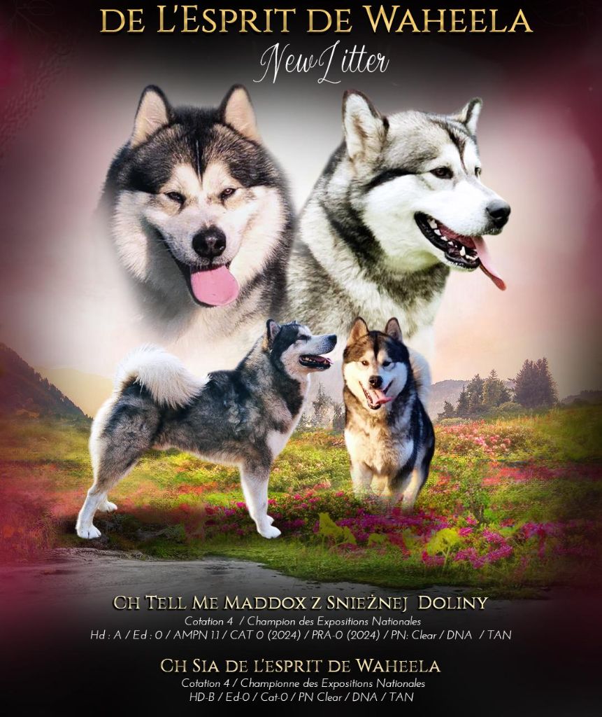 Chiot Alaskan Malamute De L'Esprit De Waheela