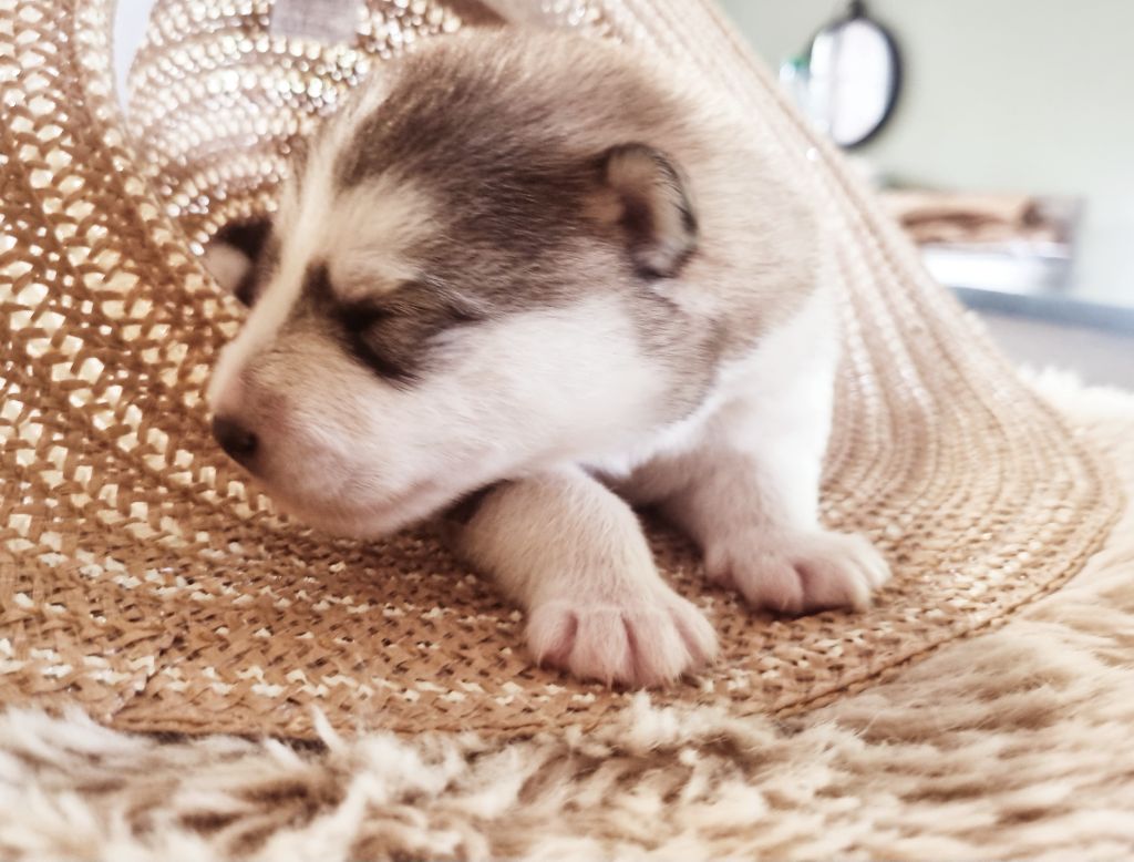 De L'Esprit De Waheela - Chiots disponibles - Alaskan Malamute