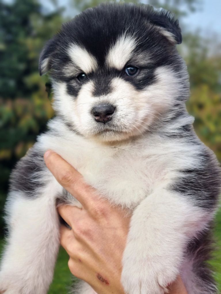 De L'Esprit De Waheela - Chiots disponibles - Alaskan Malamute