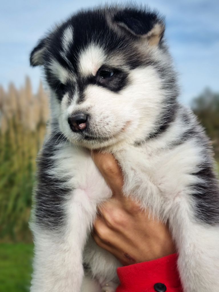 De L'Esprit De Waheela - Chiots disponibles - Alaskan Malamute