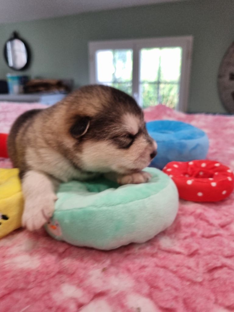 De L'Esprit De Waheela - Chiots disponibles - Alaskan Malamute